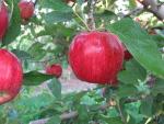 Brookfield Gala - Apple Varieties list a - z  